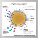 Recherche de bactéries posters Microbiologie