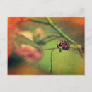 Recherche de coccinelles cartes postales Animal