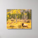 Recherche de rocky mountain national park Wapiti