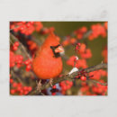 Recherche de baies de houx posters Cardinal