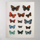 Recherche de papillons vintage posters Pour tous