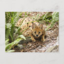 Recherche de serval cartes postales Chat