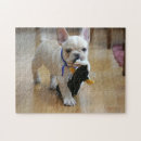 Recherche de bouledogue puzzles Animaux familiers