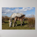 Recherche de camargue posters Équestre