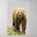 Recherche de kodiak posters Faune