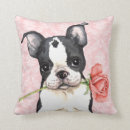 Recherche de boston terrier valentine Rose