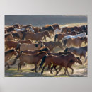 Recherche de troupeau de chevaux sauvages posters Prairie