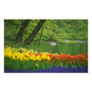 Recherche de cygnes blancs posters Printemps