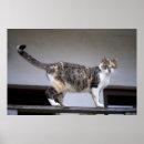 Recherche de calico cat posters Mignon