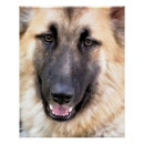 Recherche de chiens mignons posters Berger allemand