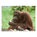 Recherche de orang outan art Animal