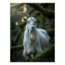 Recherche de la chevre posters Pour tous