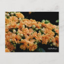 Recherche de bégonias cartes postales Floral