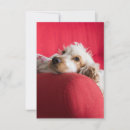 Recherche de saint anglais vœux cartes Chien