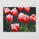 Recherche de tulipe rouge et blanche cartes postales Floral