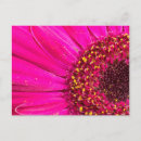Recherche de asteraceae Coloré