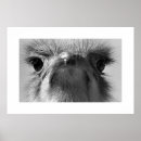 Recherche de analogue posters Photographie