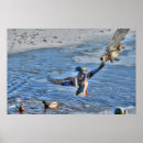Recherche de canard en vol posters Colvert