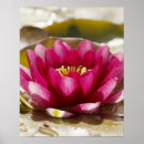 Recherche de étang posters Rose