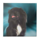 Recherche de canines carreaux Chiens
