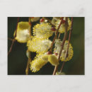 Recherche de saule cartes postales Printemps