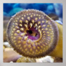 Recherche de anguilles posters Vie marine