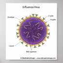 Recherche de germes posters Infection