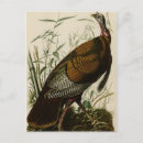 Recherche de dinde sauvage cartes postales Oiseau
