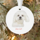 Recherche de bichon maltais maison deco Chiot