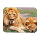 Recherche de panthera magnets Lion