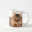 Recherche de maine coon tasses Animaux domestiques