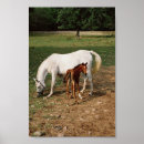 Recherche de poulain de cheval posters Jument