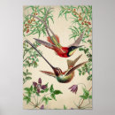 Recherche de colibri posters Oiseau