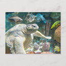 Recherche de tortue de mer verte cartes postales Océan