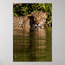 Recherche de pantanal posters Superstock