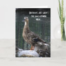 Recherche de canards toutes vœux cartes Faune