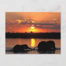 Recherche de chobe cartes postales Animal