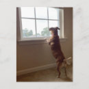 Recherche de haches cartes postales Dachshund