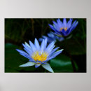 Recherche de waterlily art Floral