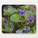 Recherche de fleurs violettes tapis souris Insecte