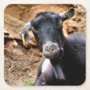 Recherche de chèvre dessous de verres Fermes