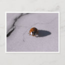Recherche de faune et flore photographie Pour tous