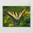 Recherche de papillon à queue jaune cartes postales Faune