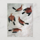 Recherche de pisanello cartes postales Oiseau