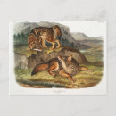 Recherche de loup de prairie Animal