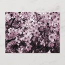 Recherche de arbre fruitier cartes postales Fleur