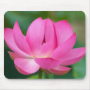 Recherche de lotus tapis souris Plante aquatique