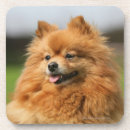 Recherche de spitz dessous de verres Pomeranian