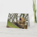 Recherche de roi de la jungle vœux cartes Chat