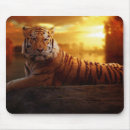 Recherche de tigre bengale tapis souris Gros chats
